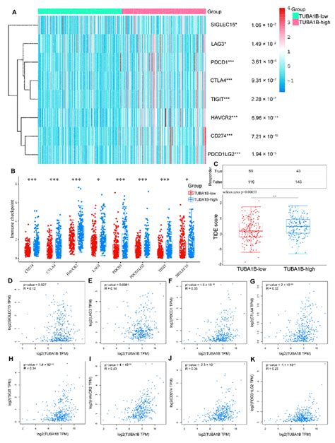 The Relationship Between TUBA1B Expression And Immune Checkpoints And