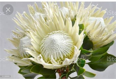 King protea flower | Protea flower, Hydrangeas art, Protea