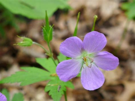 Why Wild Geranium Is Called Cranesbill Outside My Window