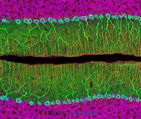 Rat Cerebellum Showing Purkinje Neurons Green Glia Cells Red And Cell Nuclei Purple