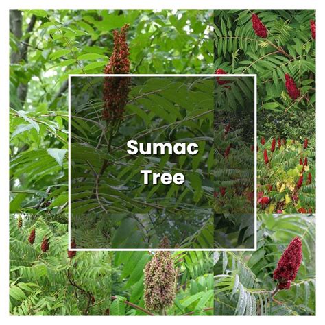 How To Grow Sumac Tree Plant Care And Tips Norwichgardener