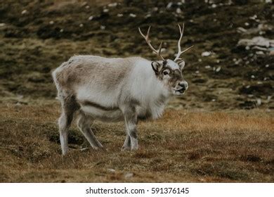 Arctic Reindeer Their Natural Habitat Svalbard Stock Photo 591376145 | Shutterstock