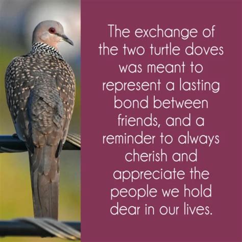 Turtle Dove Symbolism: 3 Powerful Messages Of Peace & Harmony - Joyce ...