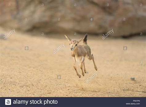 Antelope jumping hi-res stock photography and images - Alamy