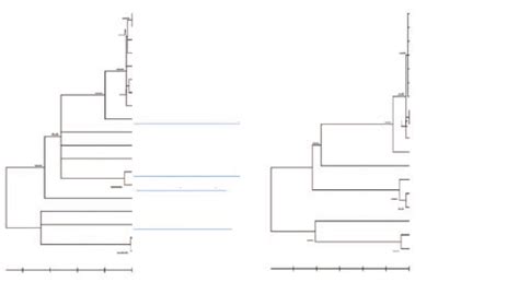 Phylogenetic Tree Based On Wsp Sequence Of Wolbachia Constructed From