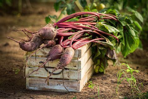 Beets Growing Guide Care Harvest Homegrown Outlet