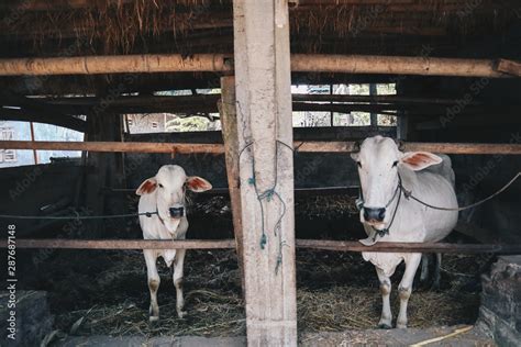 Ongole Crossbred cattle or Javanese Cow or White Caow or sapi peranakan ...