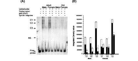 Effect Of Age And Sex On The Binding Of Era Promoter Fragment With