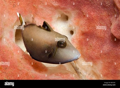 Halfmoon Triggerfish Hi Res Stock Photography And Images Alamy