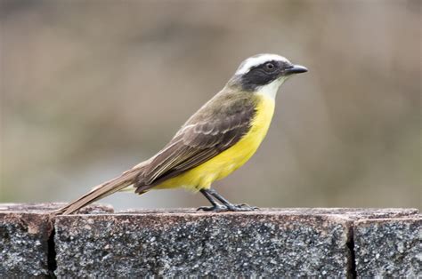 Foto Bentevizinho De Penacho Vermelho Myiozetetes Similis Por Luiz