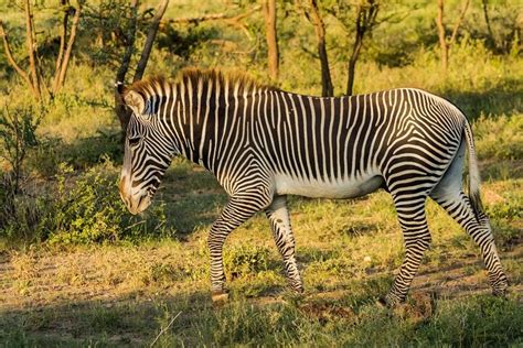 Safari Di Lusso Di Giorni Lago Nakuru E Masai Mara Fornito Da Afriq