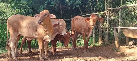 Agropecuaria Recanto Das Emas - Vendo 4 novilhas da raça caracu - Animais para agropecuária - Recanto ...