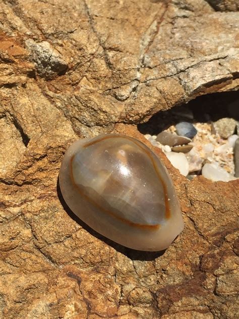 Gold Ring Cowry From Yuraygir National Park Minnie Water NSW AU On