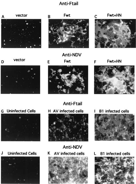 Detection Of Ct Sequences On The Surfaces Of Transfected And Infected