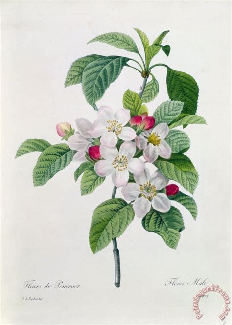 Pierre Joseph Redoute Apple Blossom Painting Apple Blossom Print For Sale