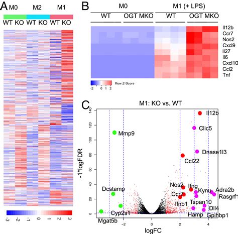 OGT Suppresses S6K1 Mediated Macrophage Inflammation And Metabolic