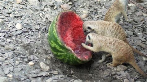 Meerkat Eating Stock Video Footage - 4K and HD Video Clips | Shutterstock