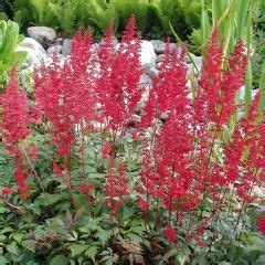 Astilbe Plantation Culture Et Entretien Nos Conseils