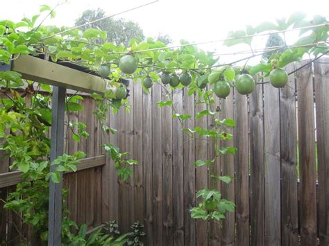 Growing Passion Fruit My Garden Creation Edible Gardens Pinterest Gardens Arbors