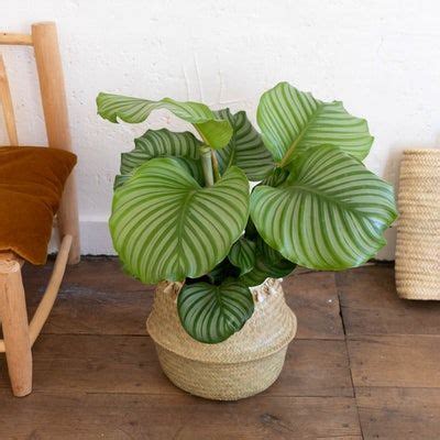 Calathea Orbifolia Livraison Plantes D Int Rieur Et Plantes Vertes