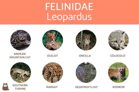 Types of Felines - Characteristics and Examples (With Photos)