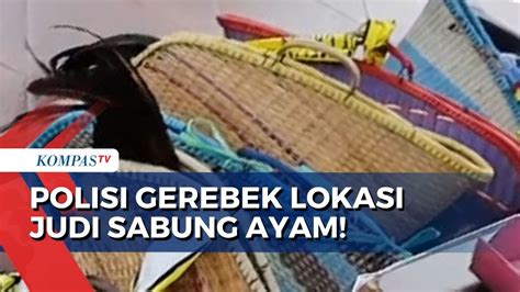 Detik Detik Polres Grobogan Gerebek Lokasi Judi Sabung Ayam Pelaku