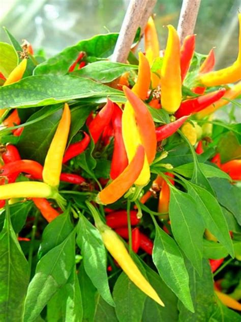 Capsicum Frutescens Hot Chili Neth Plant