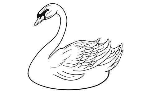 How To Draw A Swan A Tutorial On How To Draw A Realistic Swan