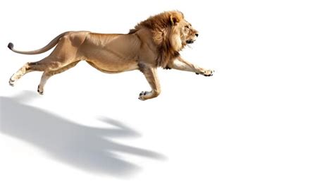 Male Adult Lion Panthera Leo Leaping Isolated On White Generative Ai