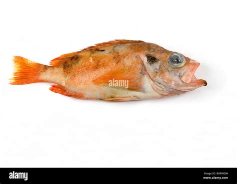 Red Fish Sebastes Marinus On White Background Close Up Stock Photo