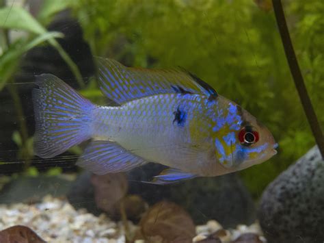 Ramirez Dwarf Cichlid