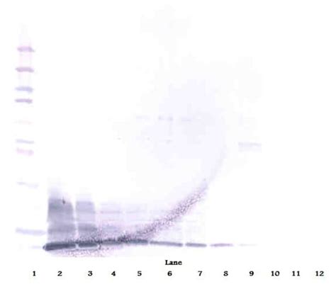 Beta Defensin Polyclonal Antibody Peprotech Invitrogen G