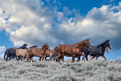 Mustang Horses: A Symbol of Freedom and Endurance - Horse Speedy