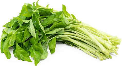 Water Spinach Information And Facts