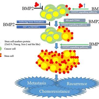 Cisplatin Resistance Mechanism Of CircRNA In Osteosarcoma Only Four