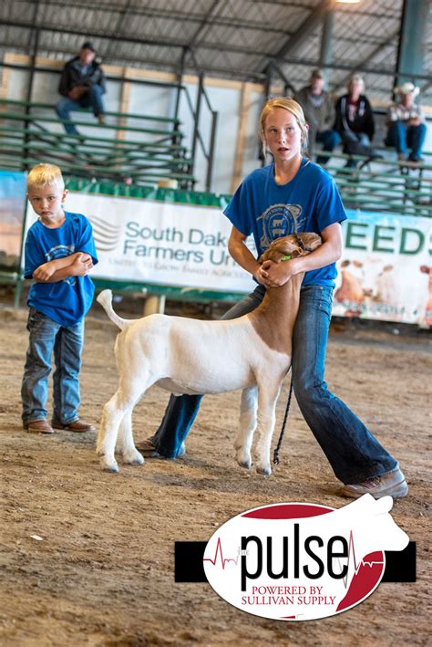 South Dakota Summer Spotlight Top 5 Market Goats The Pulse