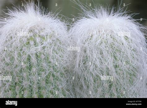 Alter Mann Kaktus Cephalocereus Senilis Fotos Und Bildmaterial In