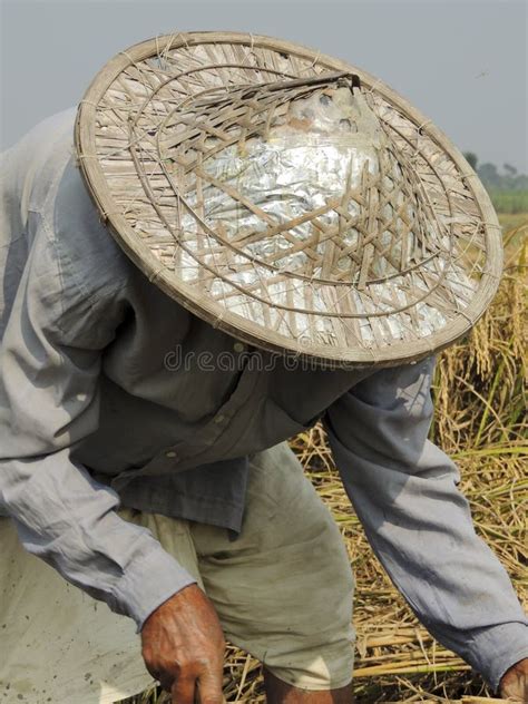 Vertical Shot of a Farmer Working in His Field with a Traditional ...