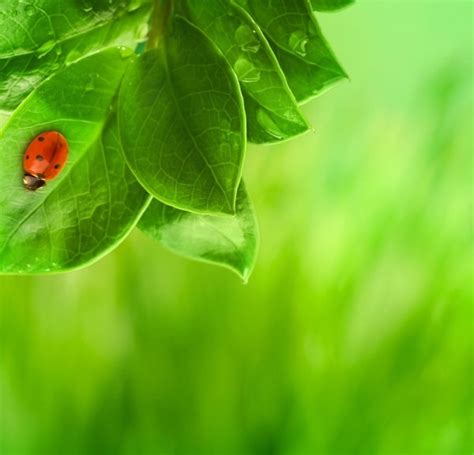 Beautiful Green Natural Vegetation 04 Hd Picture Photos In  Format