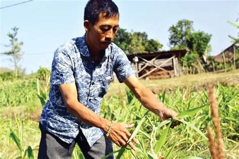 Musim Kemarau Petani Jagung Gagal Panen Radar Kediri