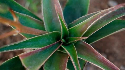 Aloe Plant Turning Brown Possible Reasons