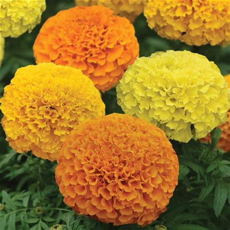 Marigold Inca Mix Hybrid Seeds Available