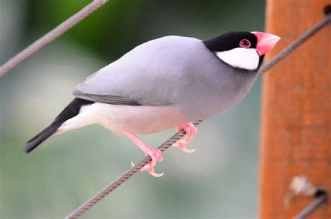 Fact Sheet Java Sparrows The Avicultural Society Of Australia