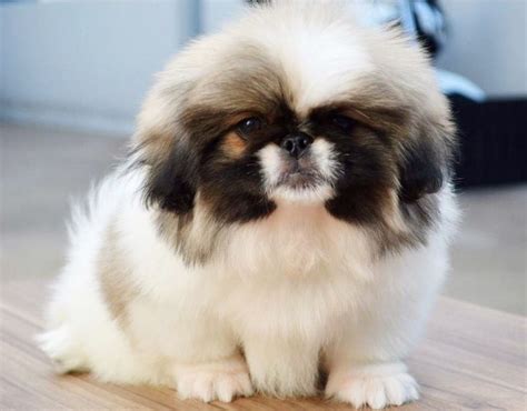 Pin By Bia Maria On ♥ I Love Pekingese ♥ Pekingese Dogs Pekingese