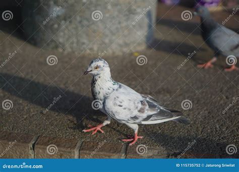 Pomba Pomba Livre Do Branco Que Anda Ao Longo Da Rua Foto De Stock