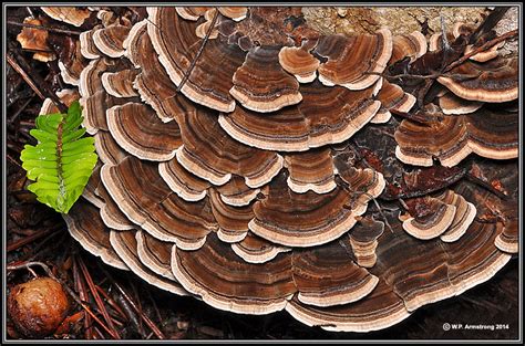 Bracket Fungi