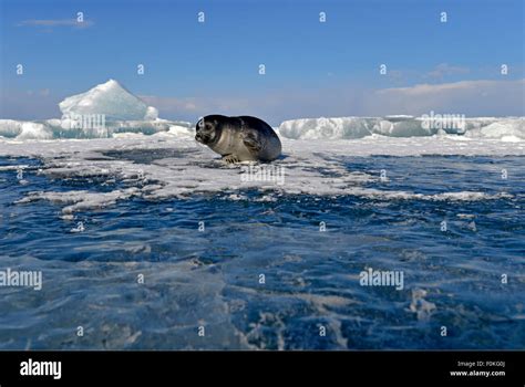 Russia Lake Baikal Baikal Seal At An Ice Hole Stock Photo Alamy