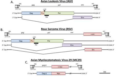 The ASLV Proviruses And The Transcripts Of ALV A RSV B And MC29