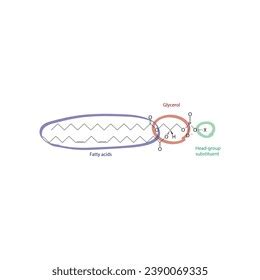 Diagram Showing Schematic Molecular Structure Glycerophospholipids ...