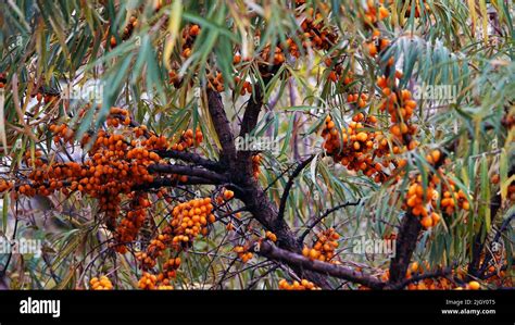 Many berries of sea buckthorn on tree branches Stock Photo - Alamy